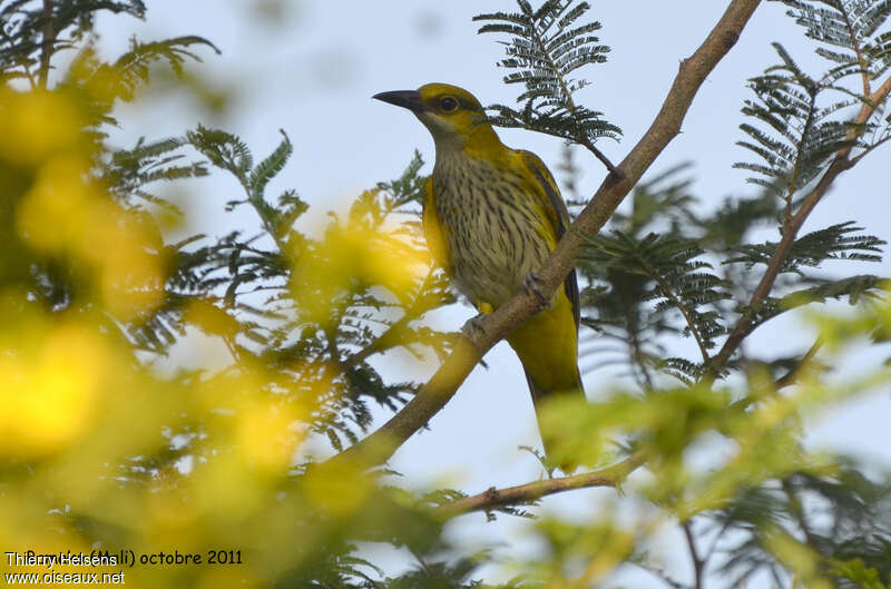 African Golden Oriole female adult
