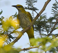 African Golden Oriole