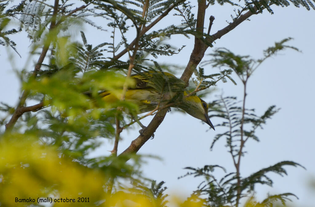 African Golden Orioleimmature