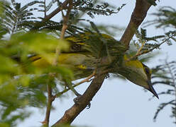 African Golden Oriole