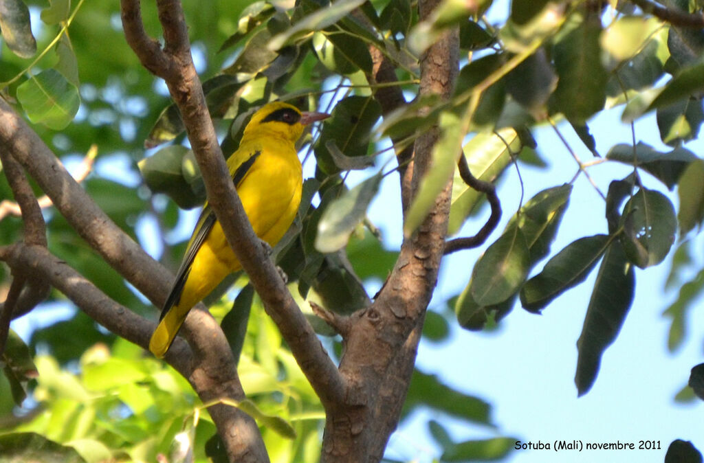 African Golden Oriole male adult, identification