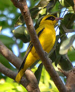 African Golden Oriole