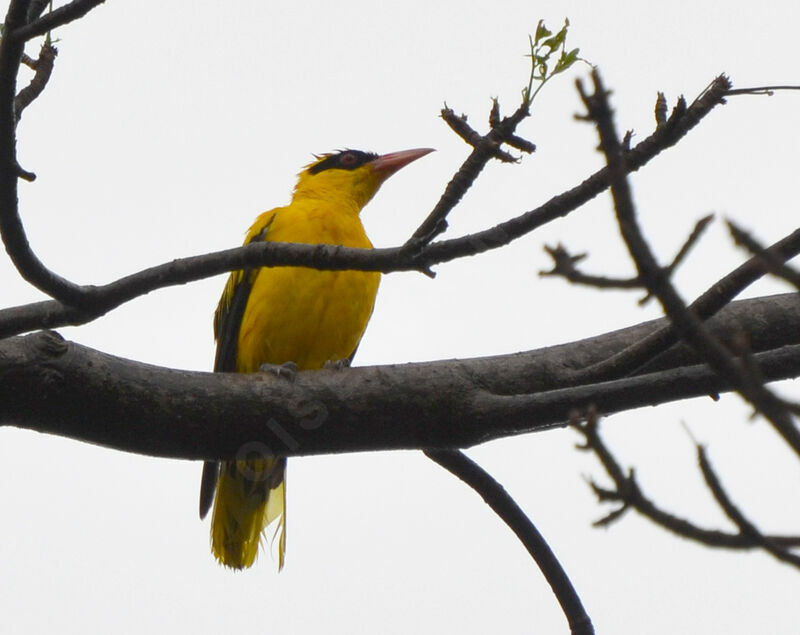 African Golden Oriole male adult