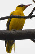 African Golden Oriole