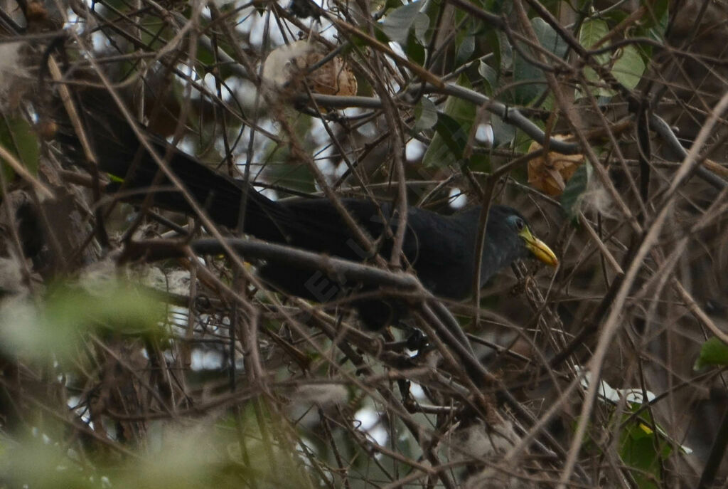 Blue Malkohaadult, identification