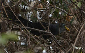 Blue Malkoha