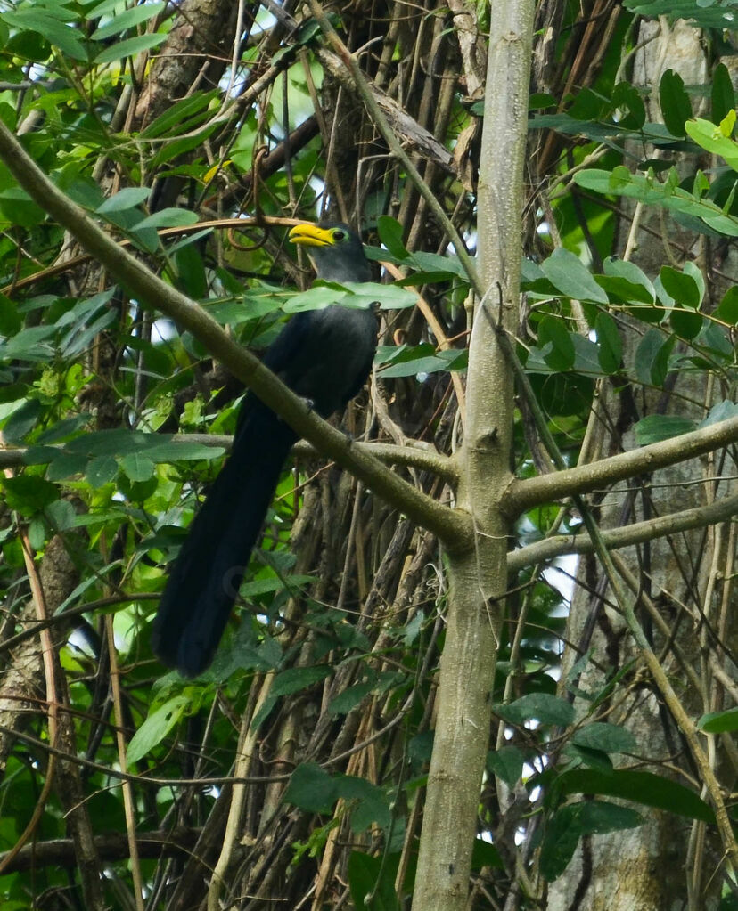 Malcoha à bec jauneadulte, identification