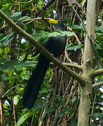 Blue Malkoha