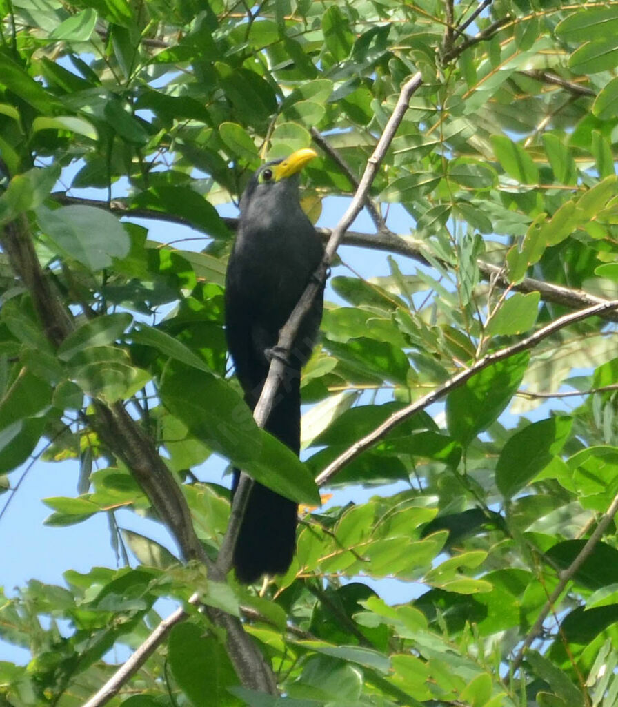 Blue Malkohaadult