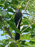 Blue Malkoha