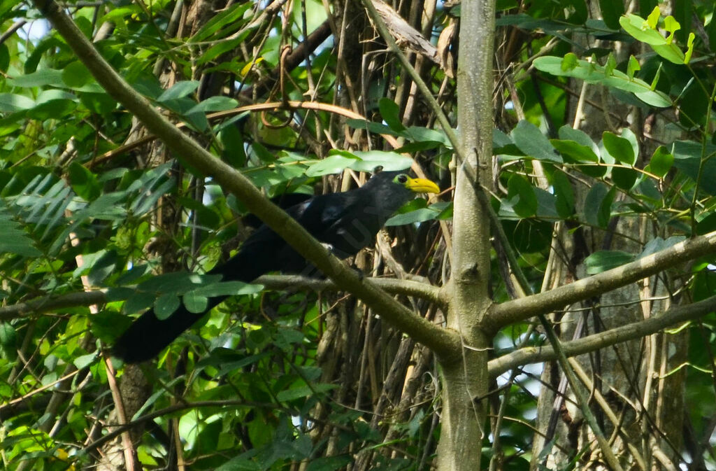 Blue Malkohaadult, identification