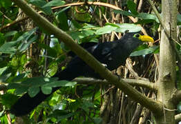 Blue Malkoha