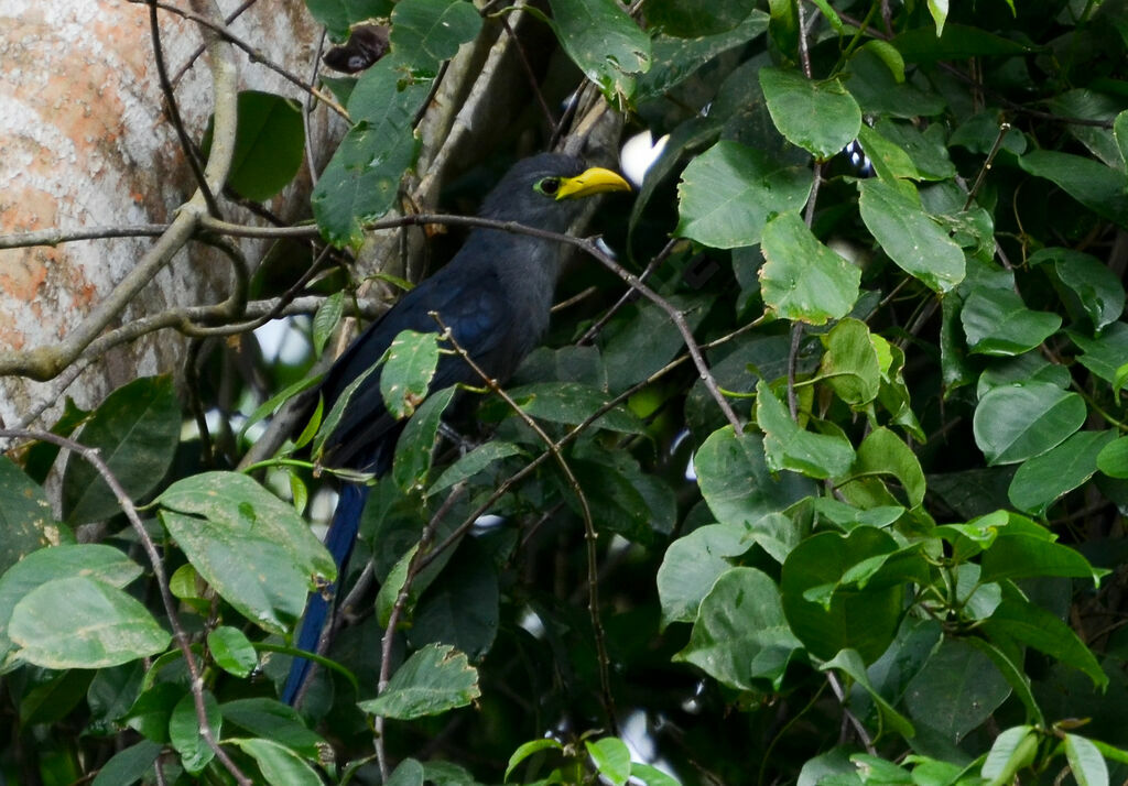 Blue Malkohaadult, identification