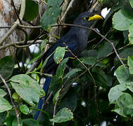 Blue Malkoha