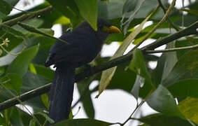 Blue Malkoha