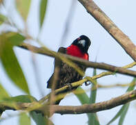 Blue-billed Malimbe