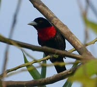 Blue-billed Malimbe