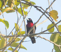 Blue-billed Malimbe