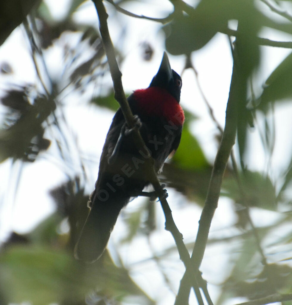 Blue-billed Malimbeadult