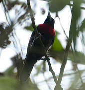 Blue-billed Malimbe