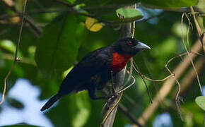 Blue-billed Malimbe