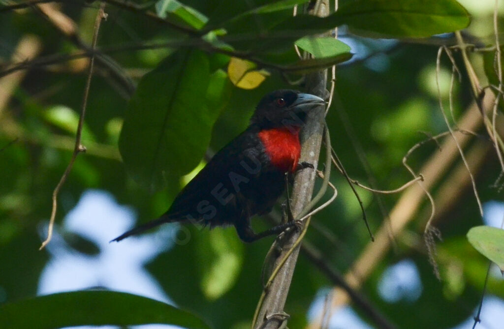 Blue-billed Malimbeadult, identification