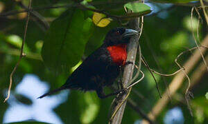 Blue-billed Malimbe