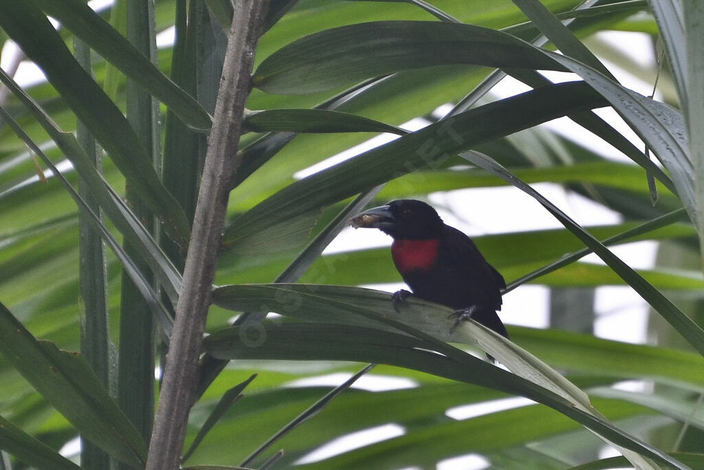 Blue-billed Malimbeadult, identification