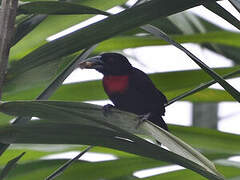 Blue-billed Malimbe