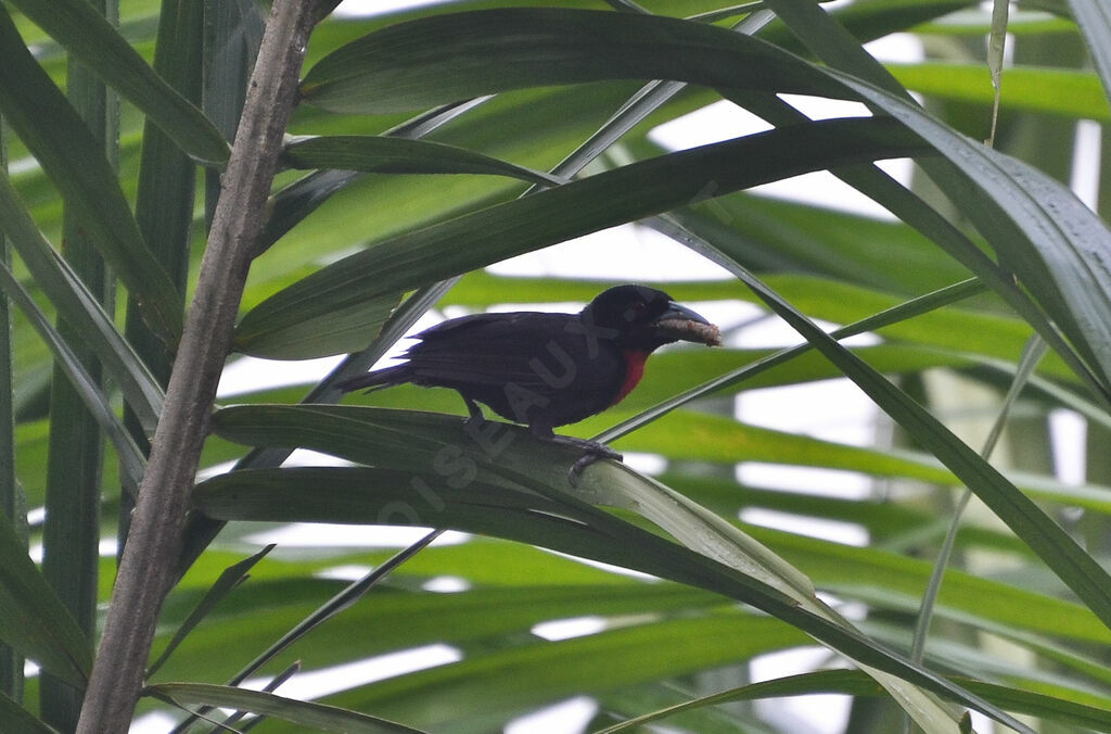 Blue-billed Malimbeadult, identification