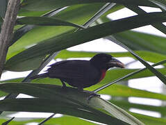 Blue-billed Malimbe