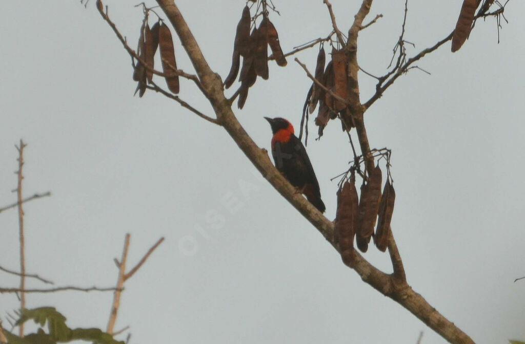 Malimbe à queue rouge mâle adulte, identification