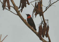 Red-vented Malimbe