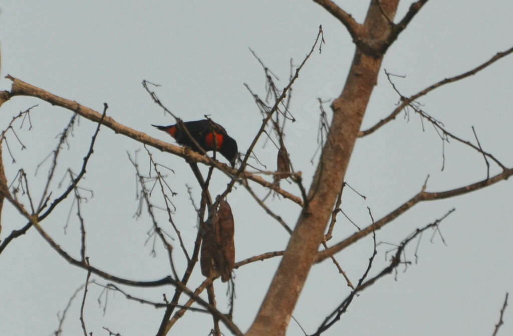 Red-vented Malimbe female, identification, aspect