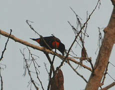 Red-vented Malimbe