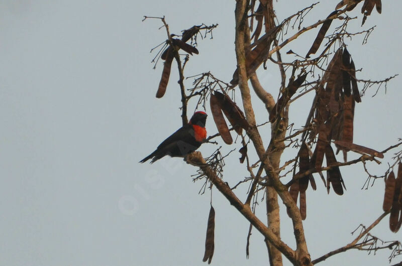 Red-vented Malimbe male adult