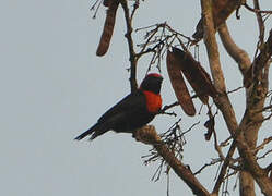 Red-vented Malimbe