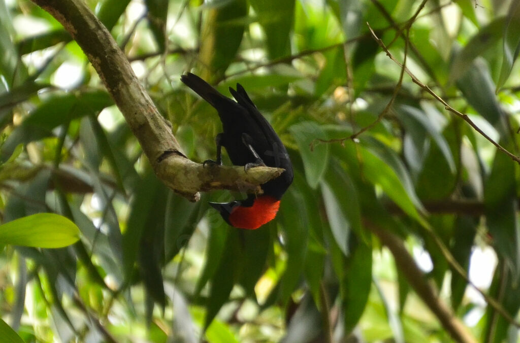 Malimbe à tête rouge