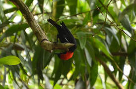 Red-headed Malimbe