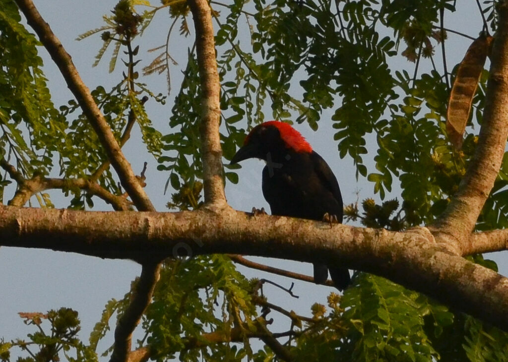 Malimbe à tête rougeadulte, identification