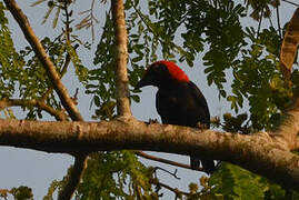 Red-headed Malimbe