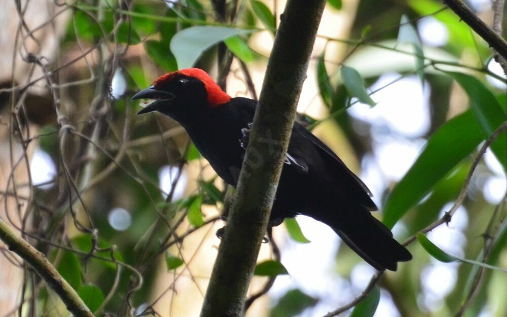 Red-headed Malimbeadult, identification