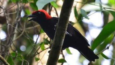 Malimbe à tête rouge