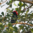 Malimbe à tête rouge