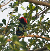 Red-headed Malimbe