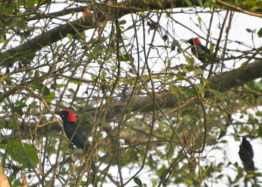 Malimbe à tête rouge adulte, identification