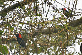 Red-headed Malimbe