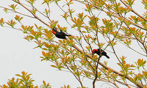 Red-headed Malimbe