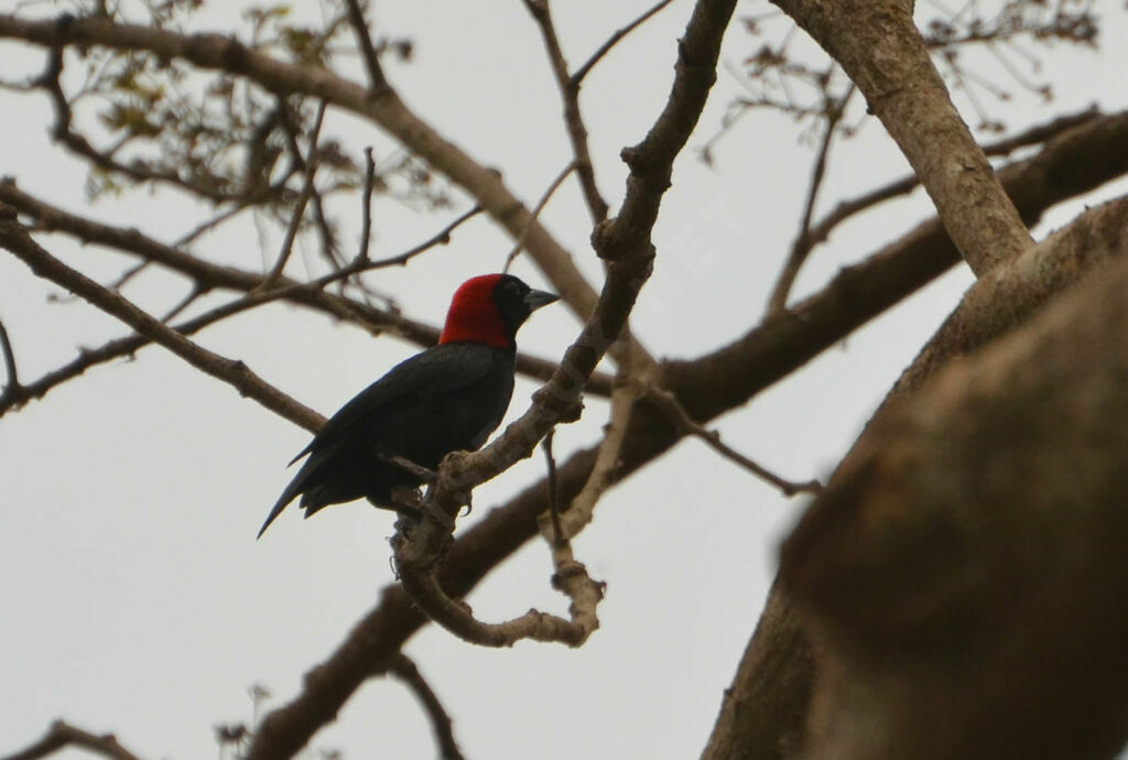 Red-headed Malimbe female adult