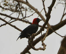 Red-headed Malimbe